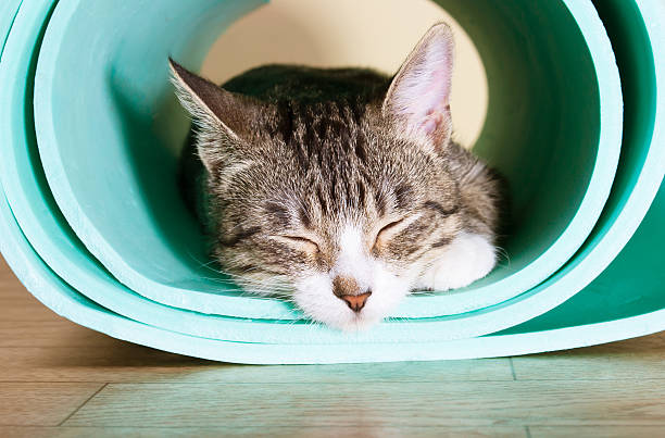 istock The cat sits on the mat for yoga. 624975214