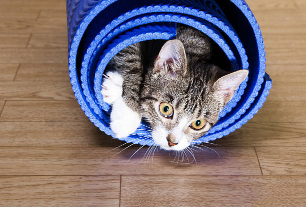 istock The cat sits on the mat for yoga. 624975352