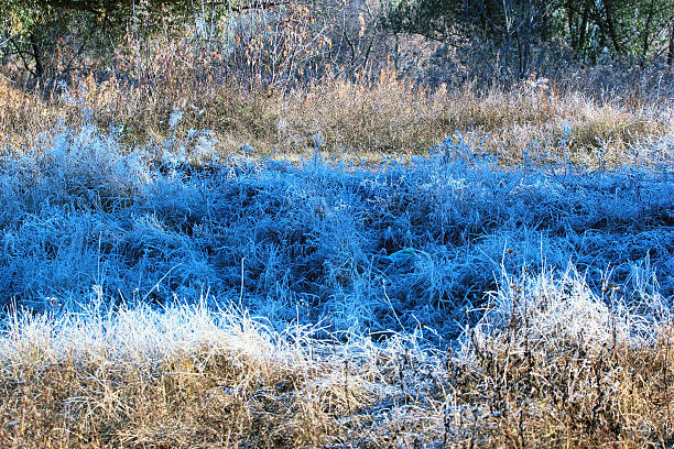 istock Late fall frosty morning. Rime on grass 624985410