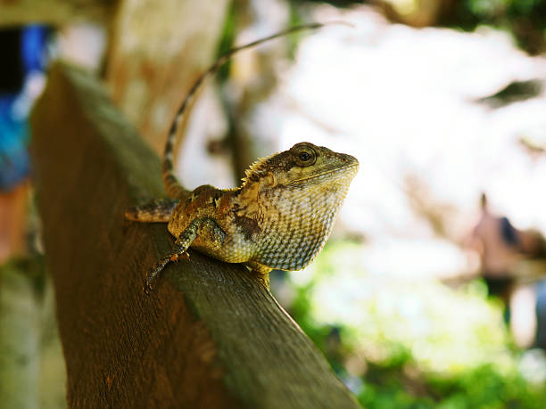 古い木のフェンスにトカゲを閉じる - chameleon africa rainforest leaf ストックフォトと画像