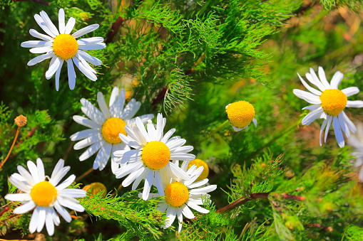 Colorful Bright Daisy chamomiles wildflowers, flowerbed detail at springtime
