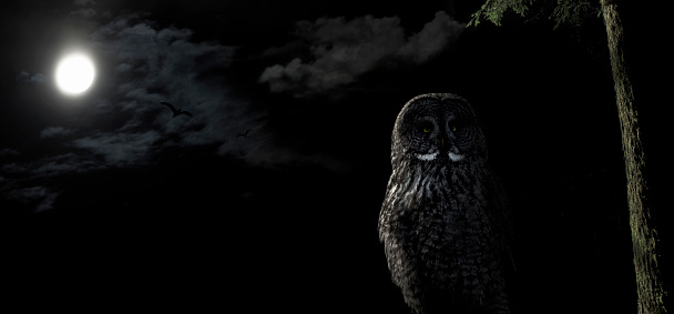 Owl perched in a tree at night under the light of a full moon.