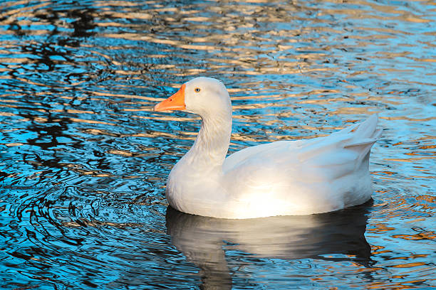 White duck swimming in a pond