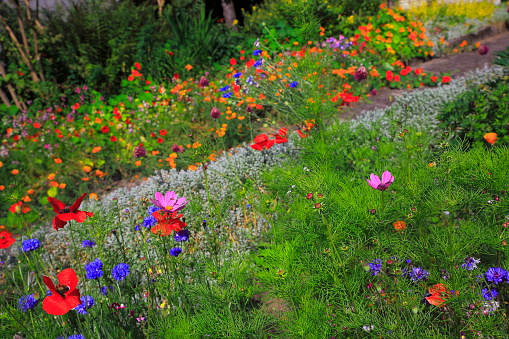 Mixed flowers in a colorful meadow with wild flowers and poppy flowers. High quality photo