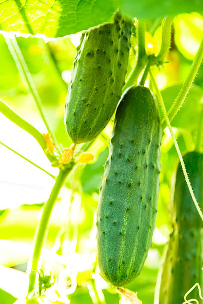 istock Fresh ripe cucumbers growing in greenhouse 624990646