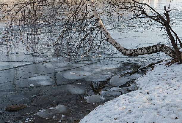 istock Birch leaned on the pond to ice in November 624990762