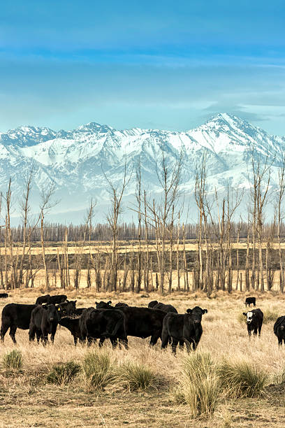 istock Cows breeding in Patagonia 624990916