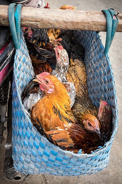 istock Live Poultry in a basket 625006420