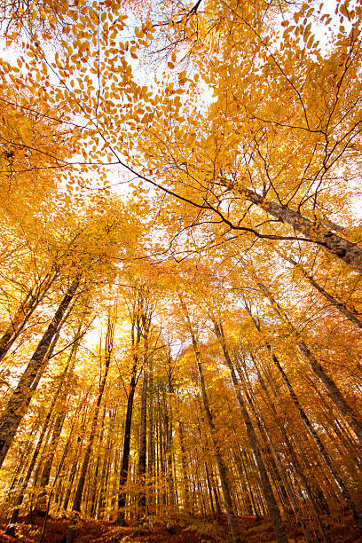 istock Low Angle View Of Trees - Autumn Forest 625006462