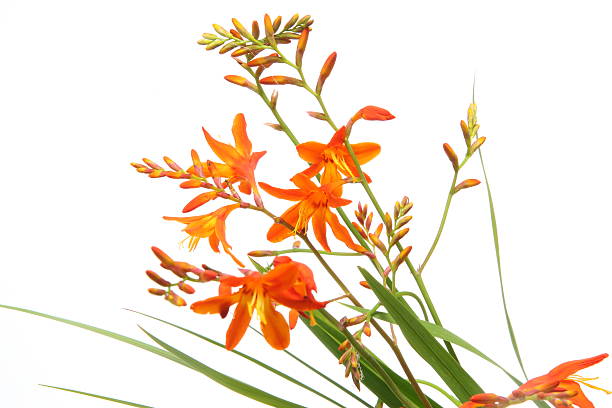 Montbretia in a white background Pictured Montbretia in a white background. crocosmia stock pictures, royalty-free photos & images