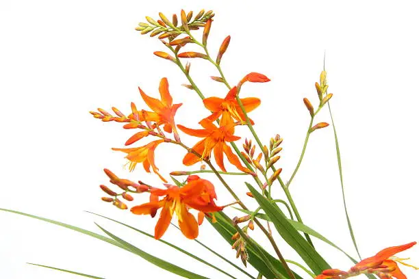 Pictured Montbretia in a white background.