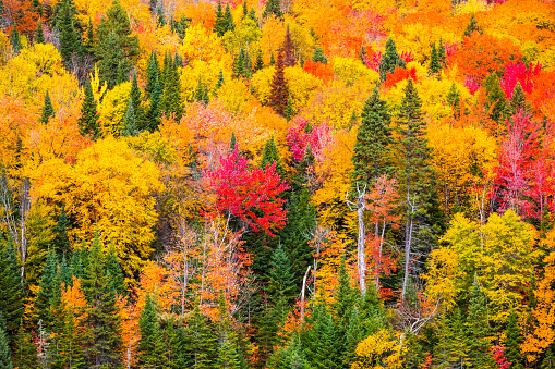 The beauty of the forest and its Autumn colors in La Mauricie National Park situated near Shawinigan in the province of Quebec, Canada.