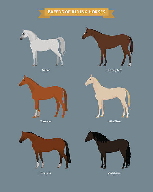 kolekcja koni - trakehner horse stock illustrations