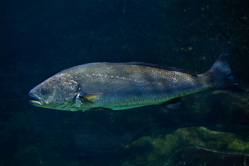 Meagre (Argyrosomus regius), also known the Atlantic shadefish.