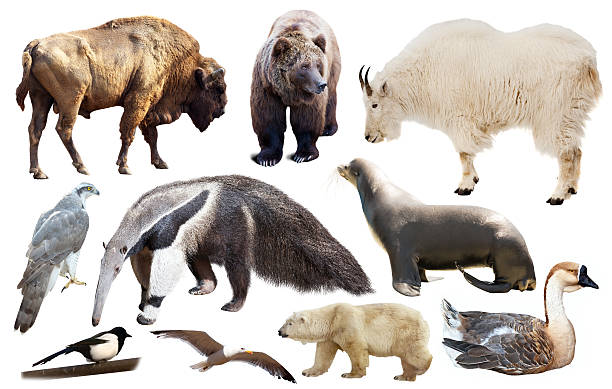 istock set of north american animals isolated 625010462