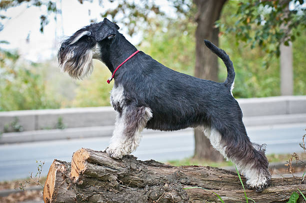 istock Miniature schnauzer sitting on stump 625011706