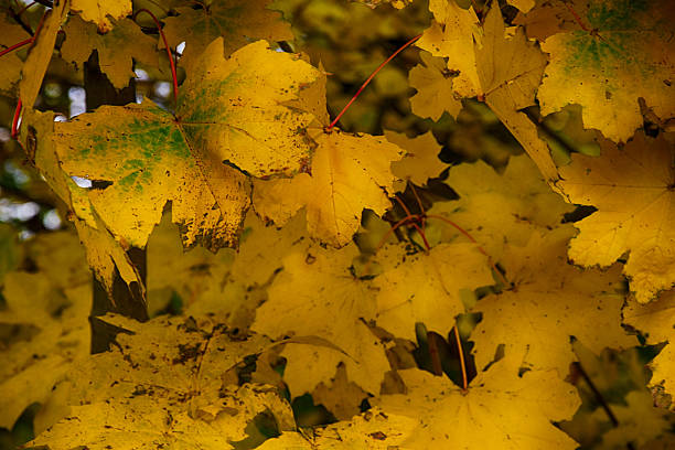 istock background with gold green fallen autumn maple leaves 625036954