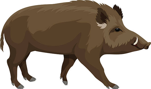 vector wild hog boar mascot vector wild hog boar mascot boar stock illustrations