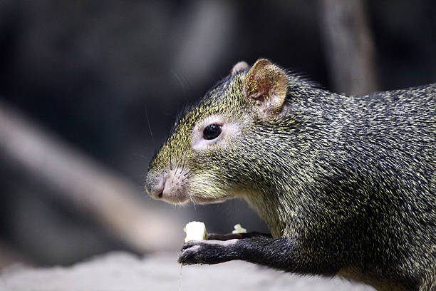 зеленый агути - agouti стоковые фото и изображения