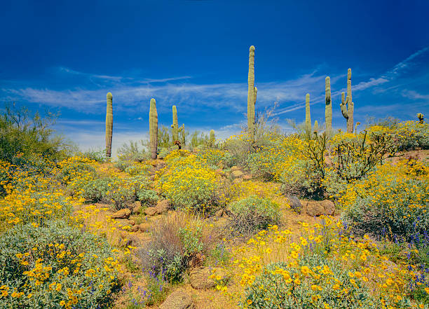 istock Arizona spring desert Superstition Mountains 625058022