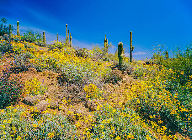 desierto de la montaña de la superstición del resorte del arizona - brittlebush fotografías e imágenes de stock