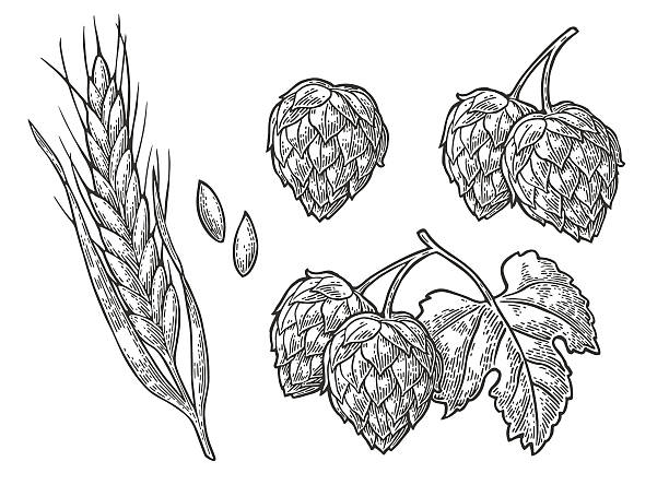 ilustrações de stock, clip art, desenhos animados e ícones de set hop herb plants with leaf and ear of wheat. - food and drink industry