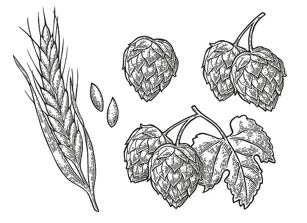 Set hop herb plants with leaf and Ear of wheat. Set hop herb plants with leaf and Ear of wheat. Isolated on white background. For labels, packaging and poster with production process brewery of beer. Vector vintage engraved illustration. Hand drawn design element hops crop illustrations stock illustrations