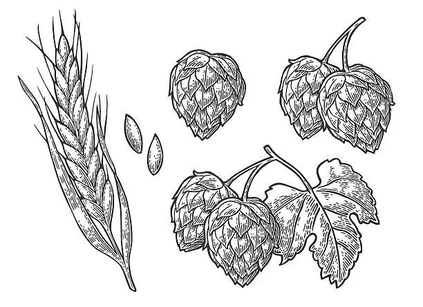 Vector illustration of Set hop herb plants with leaf and Ear of wheat.