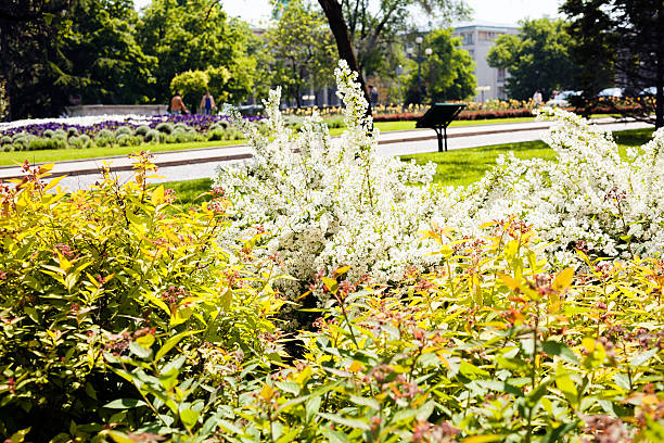 organized flowers and ornamental shrubs  in the park, note shallow depth of field