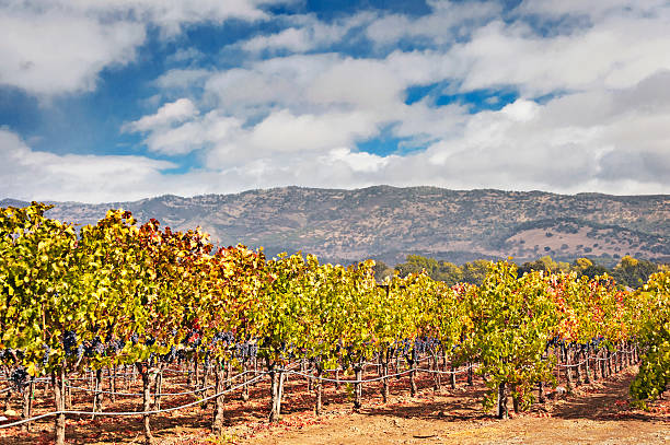 istock Vineyard with Grapes in Napa Valley on Cloudy Day 625060584