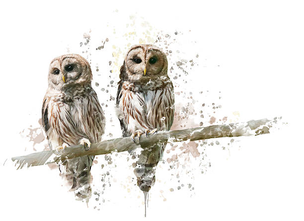 Barred Owls Watercolor