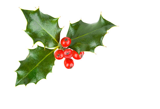 istock Christmas Holly Isolated on a White Background 625062898