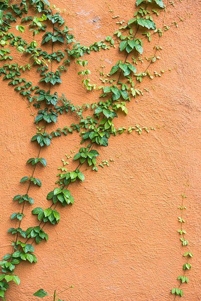 istock Climbing Ficus pumila on red wall 625063492