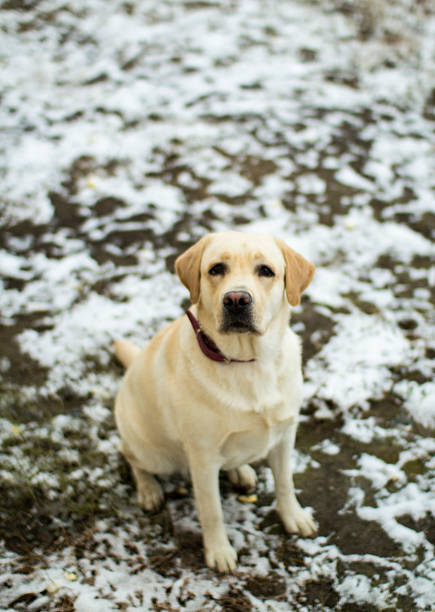 istock Fawn Labrador Retriever with a red collar sitting on the 625067184