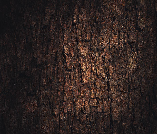 light on the bark light on the treeâs bark plant bark stock pictures, royalty-free photos & images