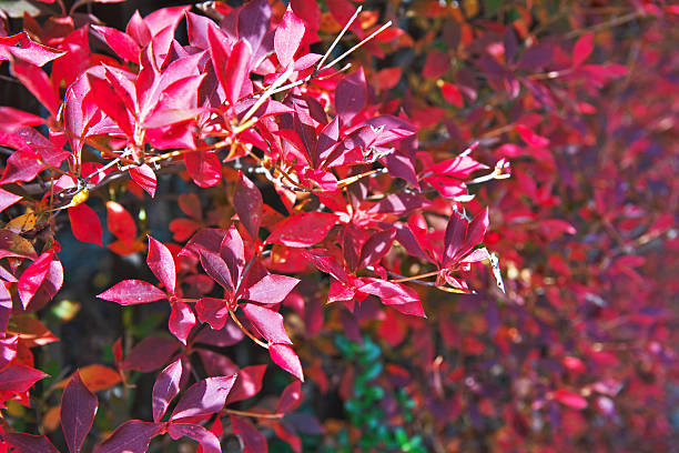istock Enkianthus perulatus 625067906
