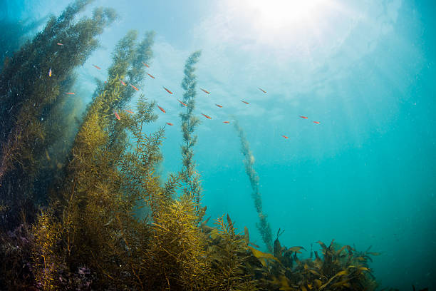 海藻  - seaweed algae kelp underwater ストックフォトと画像