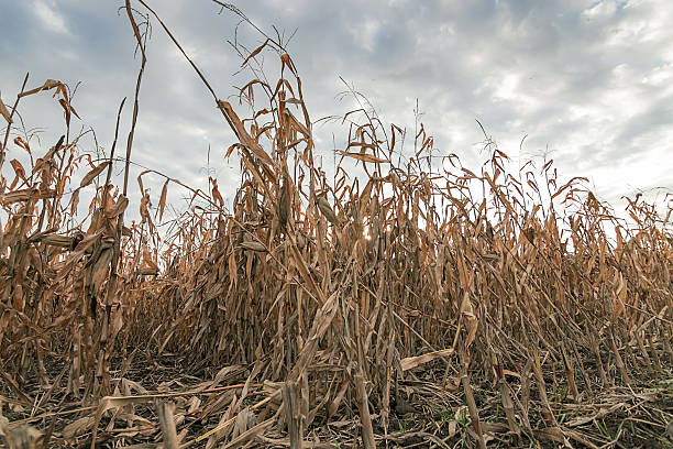 istock Agricultural field with corn autumn. Corn Field autumn. 625069000