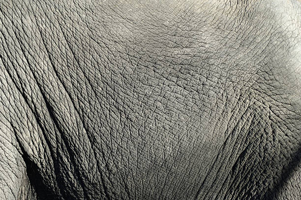 istock closeup of  elephant skin 625069162