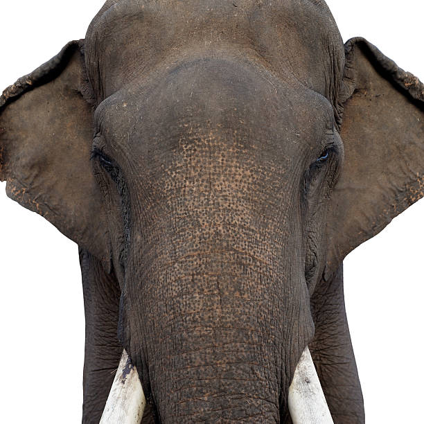 istock head of asian elephant 625069360