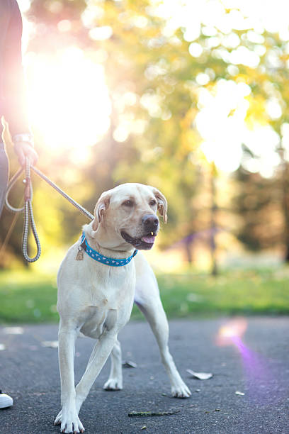 istock Beautiful white labrador canine tugging at his leash 625069618