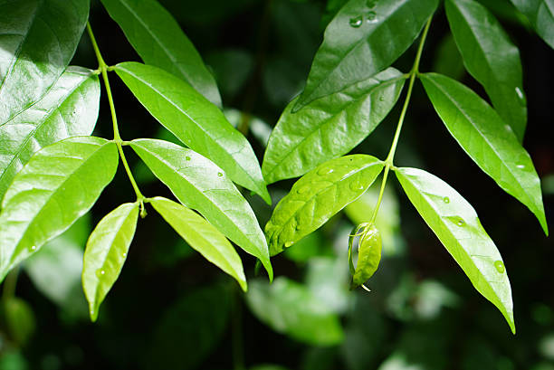 istock Green leave buds with strong morning light 625080526