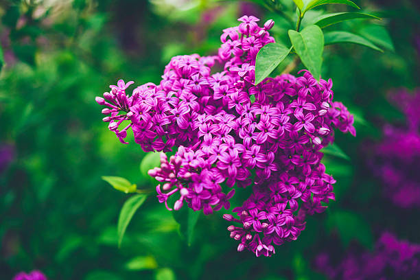 Beautiful lilac bushes in full bloom. Springtime in nature