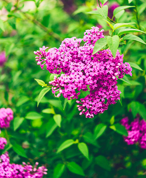 Beautiful lilac bushes in full bloom. Springtime in nature