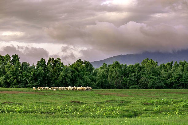 ovejas en el campo verde en una mañana sombreada - sheeps through time fotografías e imágenes de stock