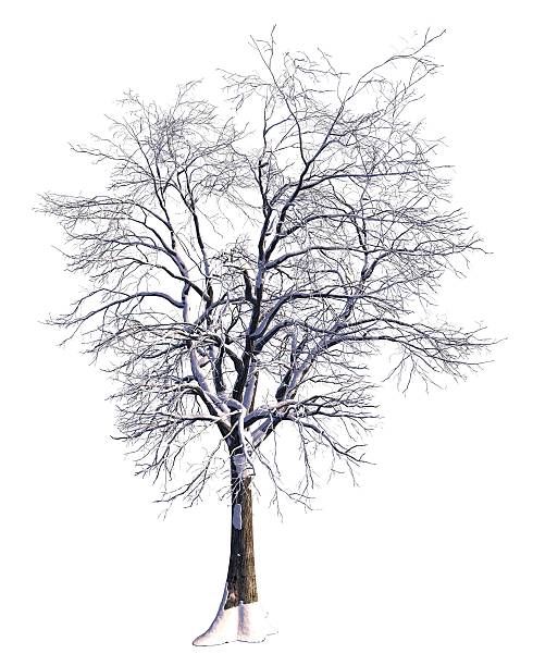 istock Winter Tree On Snow Isolated White 3D Illustration 625095344