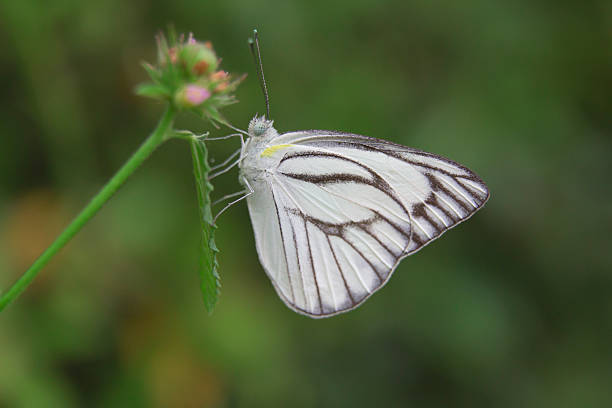istock Closeup butterfly on flower 625095596