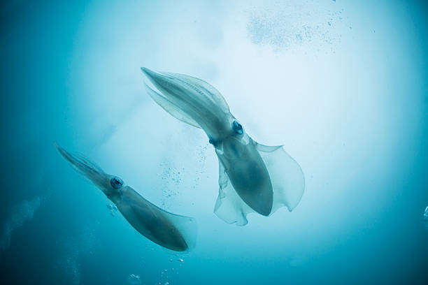 bigfin reef squid - cuttlefish stock-fotos und bilder