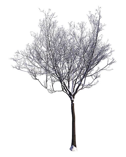 istock Winter Tree On Snow Isolated White 3D Illustration 625096154