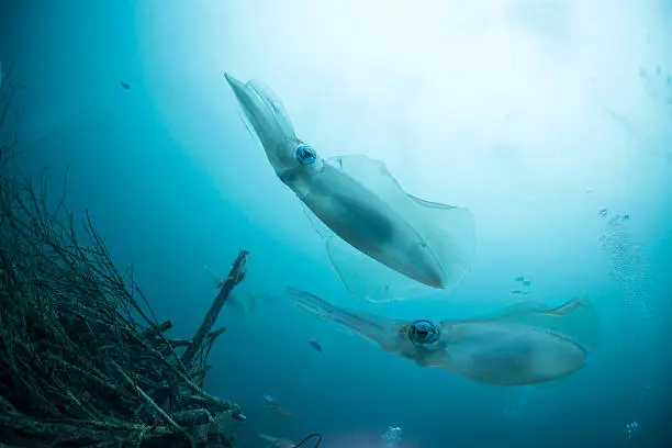 Bigfin Reef Squid